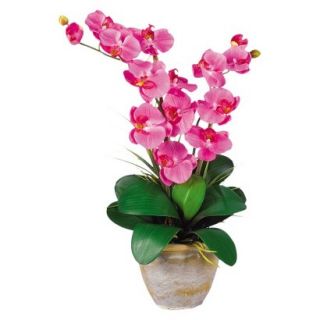 Double Stem Phalaenopsis Orchid in Ceramic Pot 25   Dark Pink
