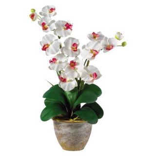 Double Stem Phalaenopsis Orchid in Ceramic Pot 25   White