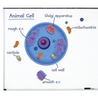 Learning Resources Giant Magnetic Animal Cell