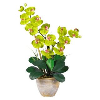 Double Stem Phalaenopsis Orchid in Ceramic Pot 25   Green