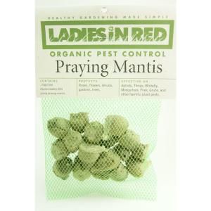 LADIES IN RED Twenty Praying Mantis Egg Cases for Organic Control of Yard and Garden Pests 243