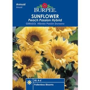 Burpee Sunflower Peach Passion Hybrid Seed 31703