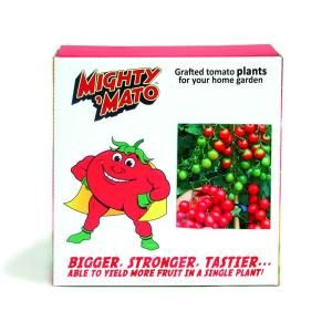 Mighty Mato Sweet Million Grafted Tomato Plant (3 Pack) DISCONTINUED SMT302