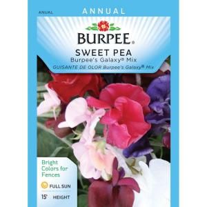 Burpee Sweet Pea Galaxy Mix Seed 31625