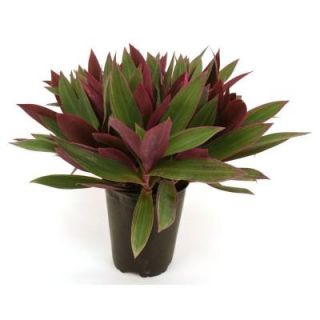 Delray Plants Oyster Plant in 6 in. pot 90956