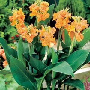Canna Picasso Dormant Bulbs (6 Pack) 70330