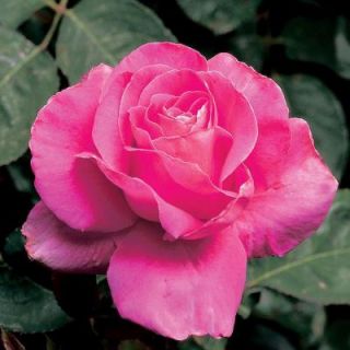 Mea Nursery All Time Favorites Rose Pink Peace 60019
