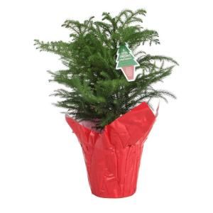 Costa Farms 6 in. Living Norfolk Island Pine with Pot Cover AR06P