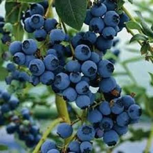 OnlinePlantCenter 1 gal. Duke Blueberry Fruit Plant V3798G1
