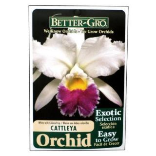 Better Gro 4 in. Blooming Size White with Red Lip Cattleya Packaged Orchid 20324