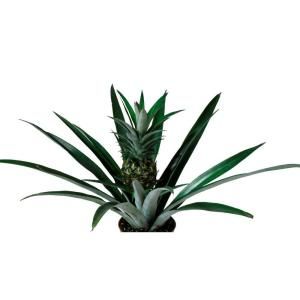 Delray Plants Pineapple in 6 in. pot 6PINEAPPLE