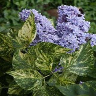 OnlinePlantCenter 3 gal. Variegated Common Lilac Shrub S3792G3
