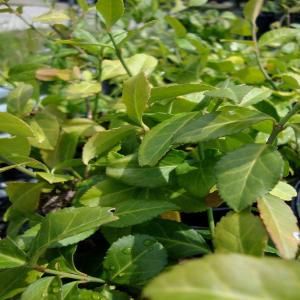 OnlinePlantCenter 1 gal. Coloratus Purple Leaf Wintercreeper Plant E52212