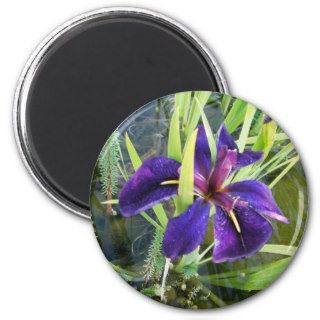 Purple Water/Black Gamecock Iris Flower Magnets