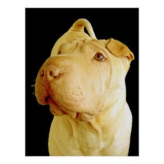 Dilute Chinese Shar Pei Puppy Dog Posters