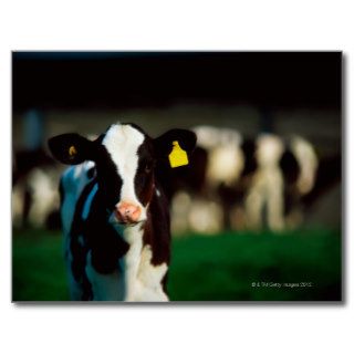 Holstein Friesian calf Postcards