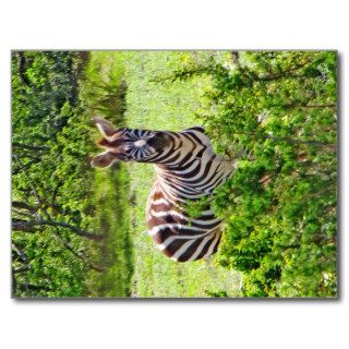 Zebra on Yeager Creek Rd near Johnson City, TX Postcard