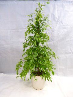 Ficus benjamini "Golden King" 150 cm / Zimmerpflanze Garten