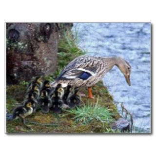 Mother Duck teaching Ducklings to swim first time Post Card