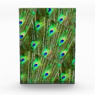 Green & Blue Peacock Feather Pattern Award