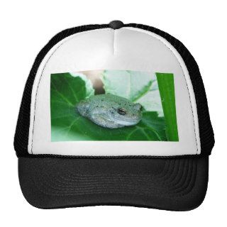 Sup Frog Trucker Hats