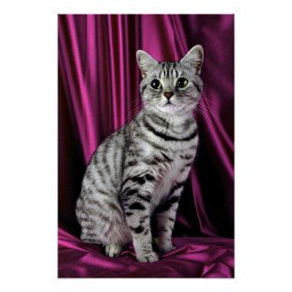 British Shorthair, silver spotted Posters