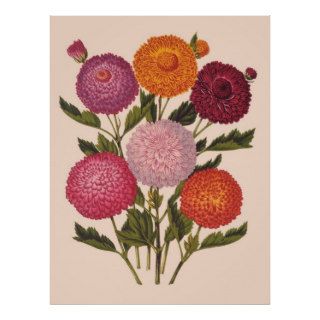 Vintage Botanical Chrysanthemums Print