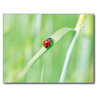 Ladybug in the Grass Postcard