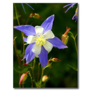 Colorado State Flower  Columbine Post Card