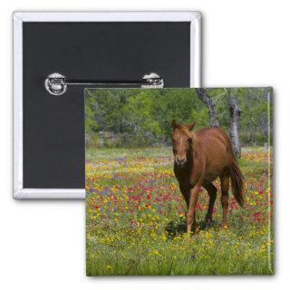 Quarter Horse in field of wildflowers near Button