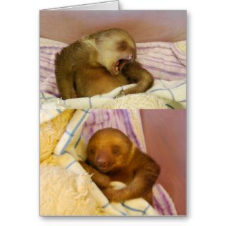 Too Cute for Words Baby Sloth Greeting Card