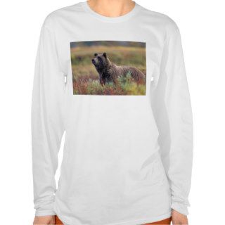 NA, USA, Alaska, Denali NP, Grizzly bear Shirts