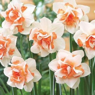 Martha Stewart Living Narcissus Replete Dormant Bulbs (50 Pack) 70169
