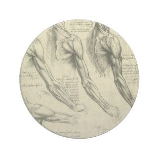 Arm and Shoulder Muscles Anatomy Leonardo da Vinci Coaster