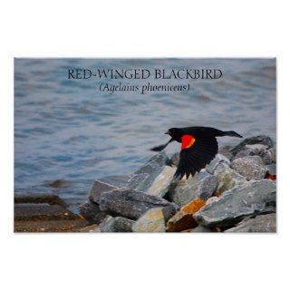 RED WINGED BLACKBIRD   poster / print