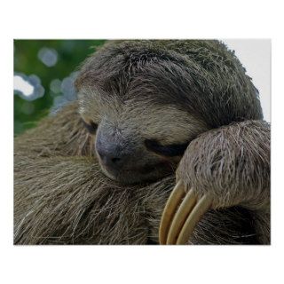 Three Toed Sloth Lawrence Poster