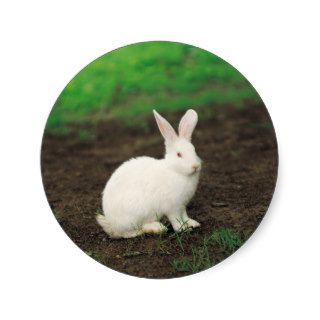 White Bunny Rabbit Round Stickers