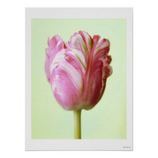 "variegated tulip poster print"