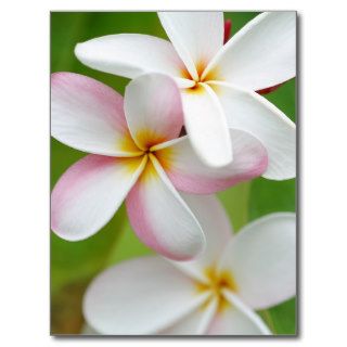 Plumeria Frangipani Hawaii Flower Customized Blank Post Cards