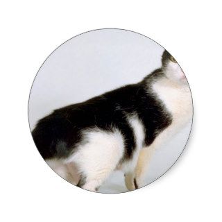 Cat Did You Say Tuna Shorthair Round Stickers