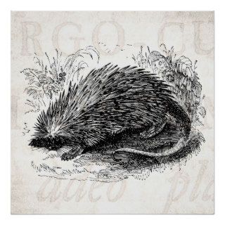 Vintage Prickly Porcupine 1800s Porcupines Posters
