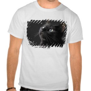 Black cat against black background, close up shirts