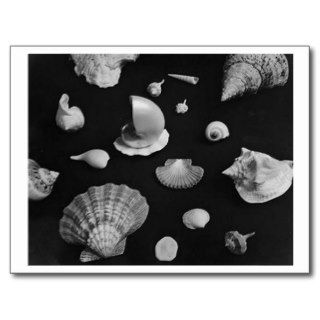 Hamptons 'Seashells' POSTCARD