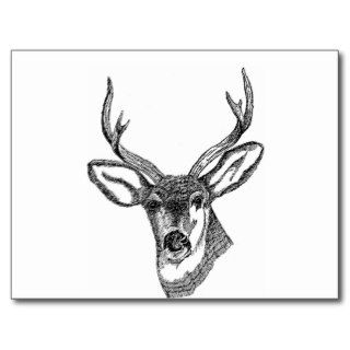 Black and White Deer Post Card