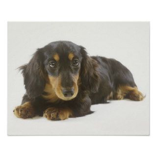 Long Haired Dachshund Puppy Posters