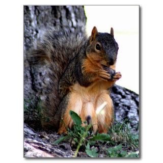 Squirrel Postcards