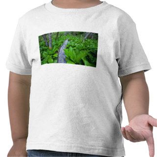 Skunk cabbage along wooden trail on the Oregon Coa Shirt