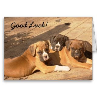 Good Luck Boxer puppies greeting card