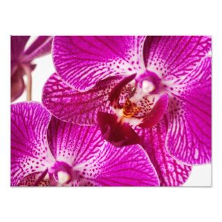 Hot Pink Dendrobium Orchid   Orchids Background Photographic Print