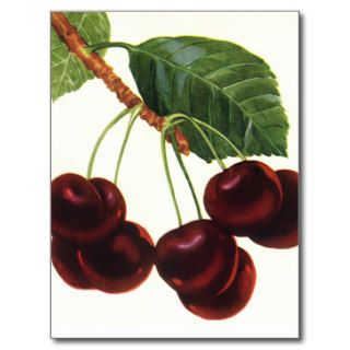 Vintage Food Fruit, Cherries on a Branch Post Card